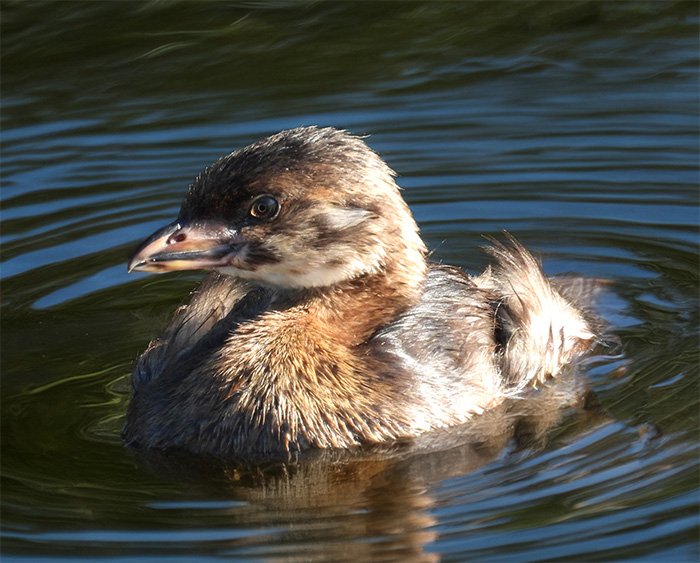Pied-Billed Grebe, Ridgefield Wildlife Refuge, Washington