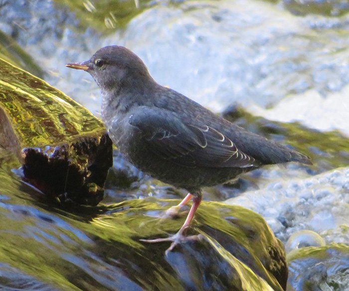 American Dipper, Salmon River Trail, Oregon