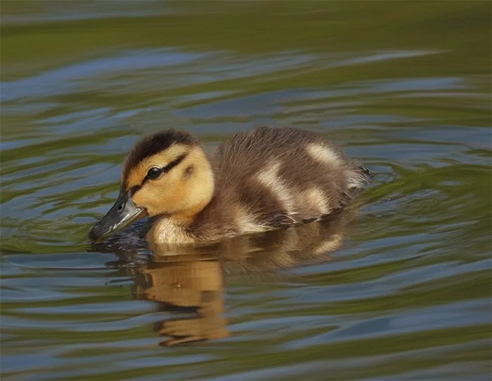 Baby Mallard Duck, Tualatin Hills Nature Park, Oregon