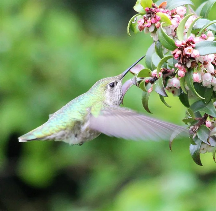 Hummingbird, Wildlife Botanical Garden, Washington