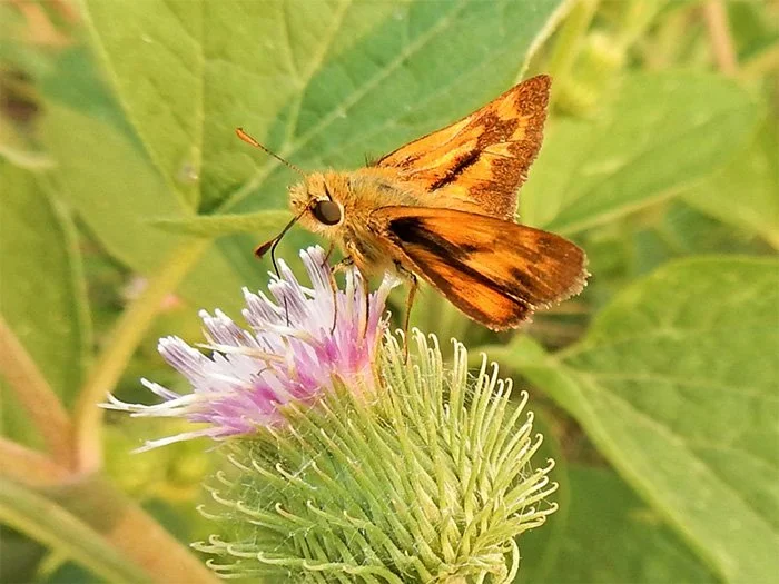 Sachem Skipper Butterfly, Elk Rock Garden, Oregon