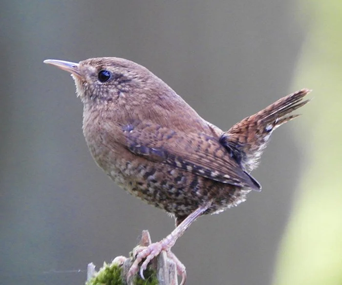 Pacific Wren, Morgan Creek, Washington