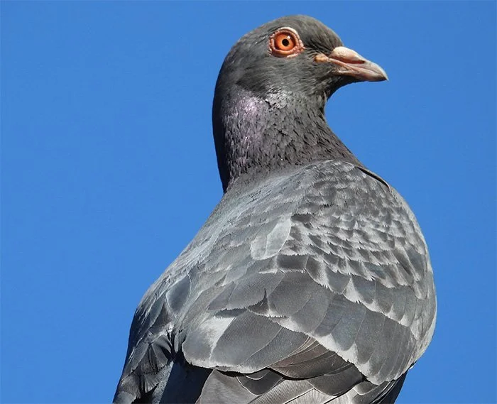 Rock Pigeon, Local Park, Oregon