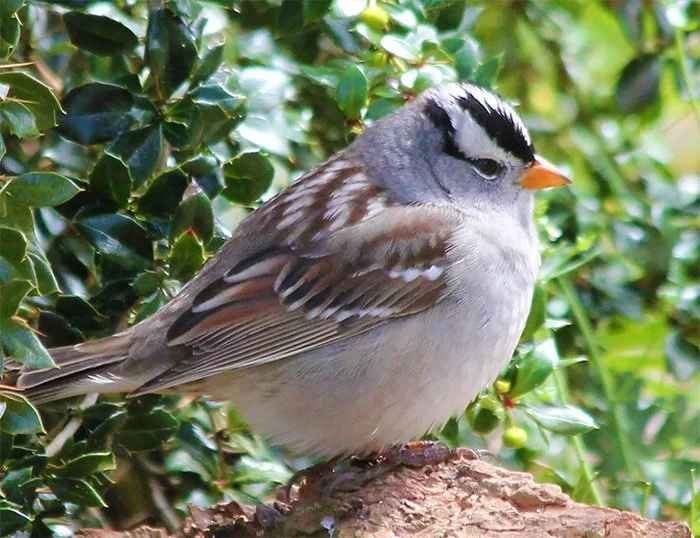 White-Crowned Sparrow, Wildlife Botanical Garden, Washington