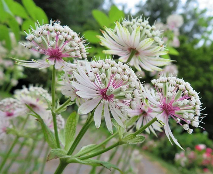 Summer Flowers, Elk Rock Garden, Oregon
