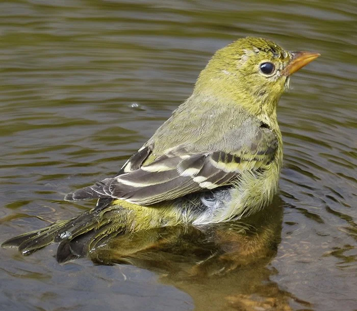 Juvenile Western Tanager, Wildlife Botanical Garden, Washington