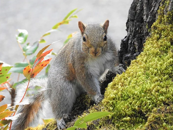 Squirrel, Lewisville Park, Washington