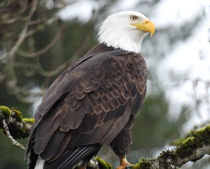 Eagle, Columbia River Gorge, Washington