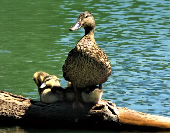 Mallard and Babies, Lacamas Lake, Washington