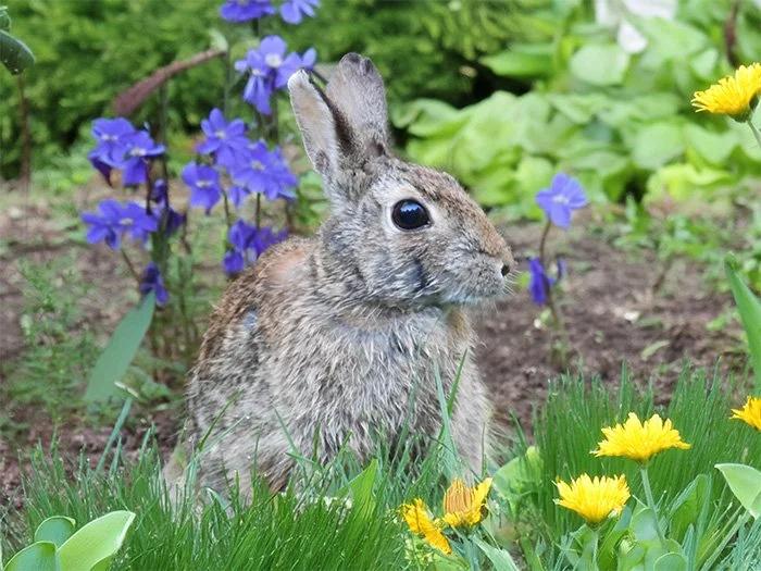 Rabbit, Wildlife Botanical Garden, Washington