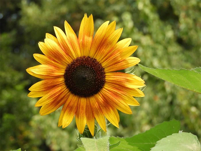 Sunflower, Neighborhood, Washington