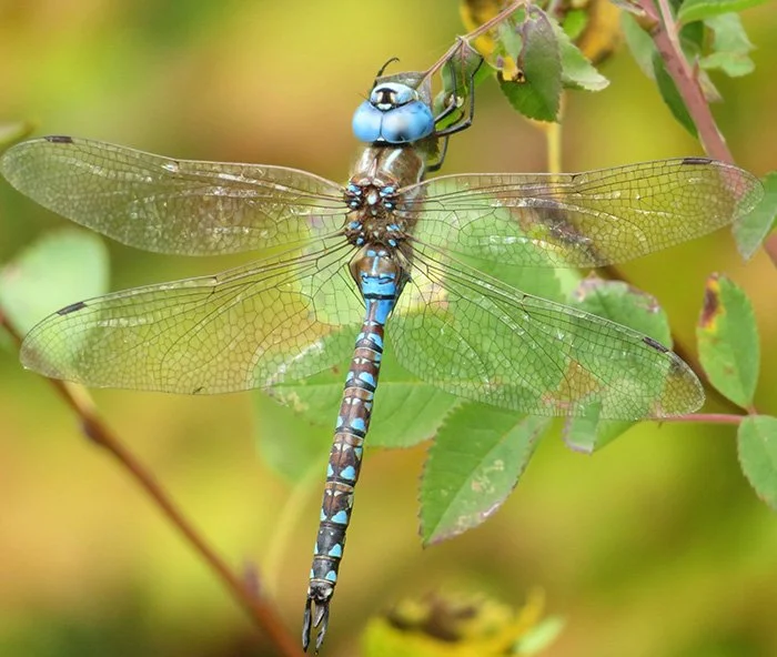 Dragonfly, Kiwa Trail, Washington