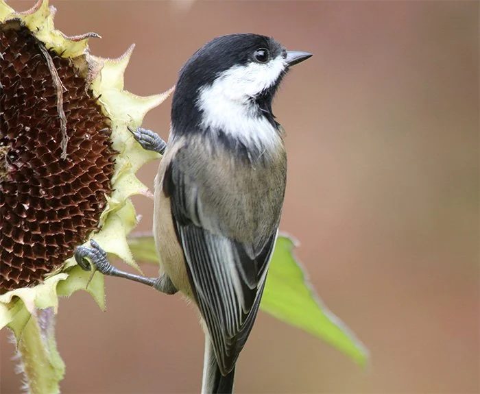 Chickadee, Wildlife Botanical Garden, Washington