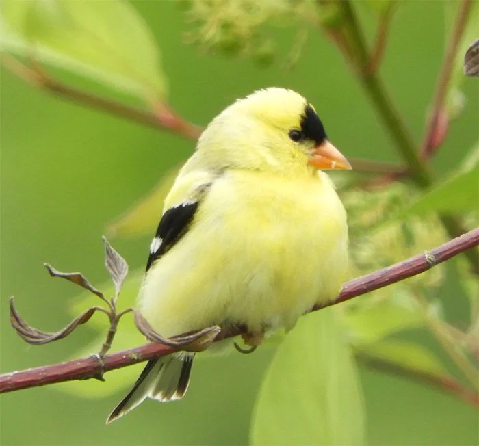 American Goldfinch, Ridgefield Wildlife Refuge, Washington