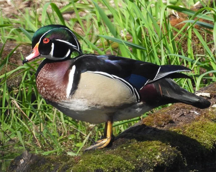 Wood Duck, Ridgefield Wildlife Refuge, Washington