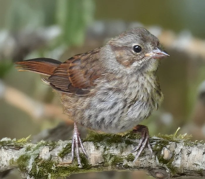 Sparrow, Neighborhood, Washington