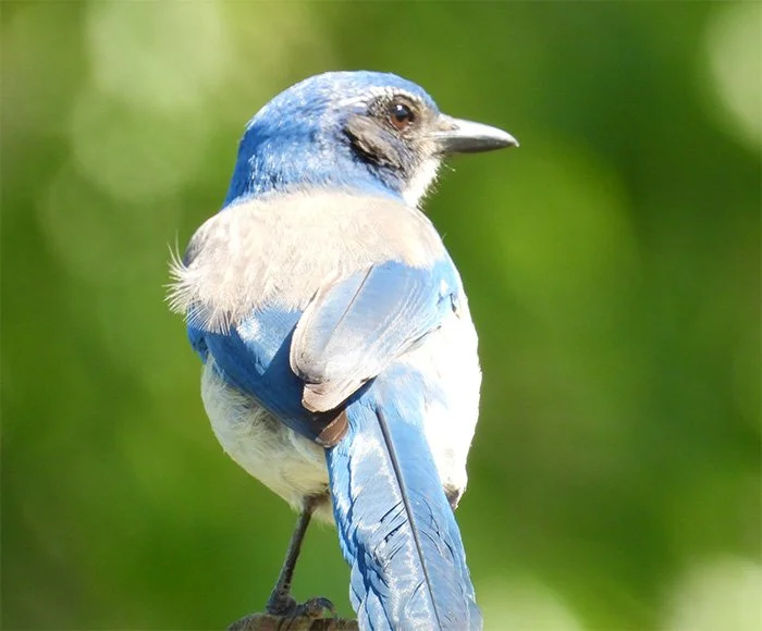 Scrub Jay, Noble Woods, Oregon
