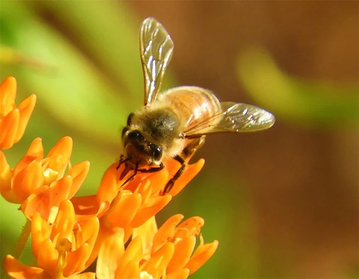 Bee, Elk Rock Garden, Oregon