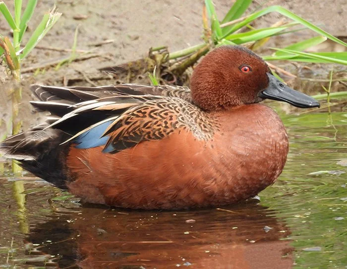 Cinnamon Teal Duck, Tualatin Hills Nature Park, Oregon