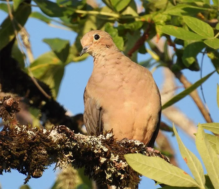 Dove, Noble Woods, Oregon