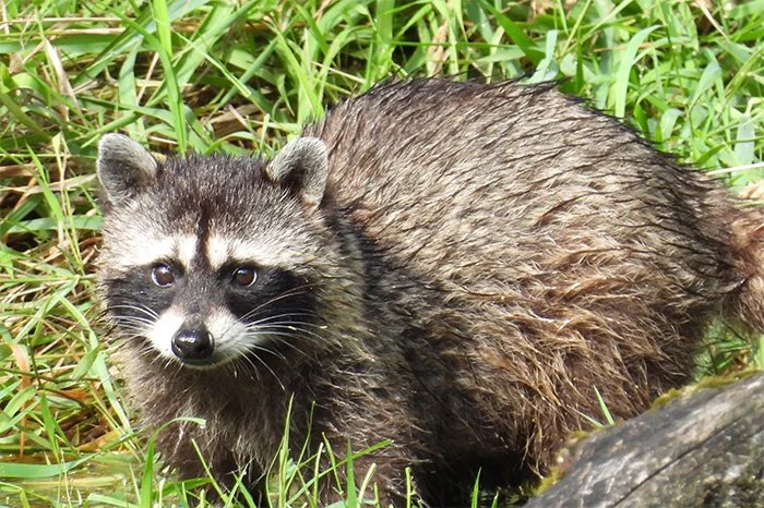 Raccoon, Ridgefield Wildlife Refuge, Washington