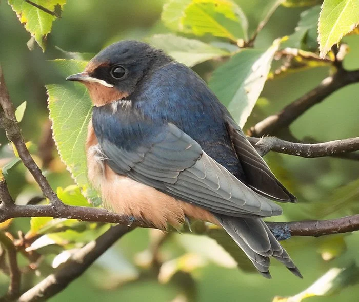 Barn Swallow, Tualatin Hills Nature Park, Oregon