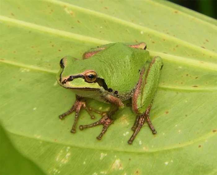 Tree Frog, Kiwa Trail, Washington