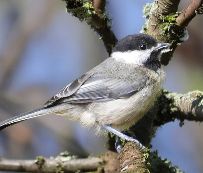 Chickadee, Backyard, Washington