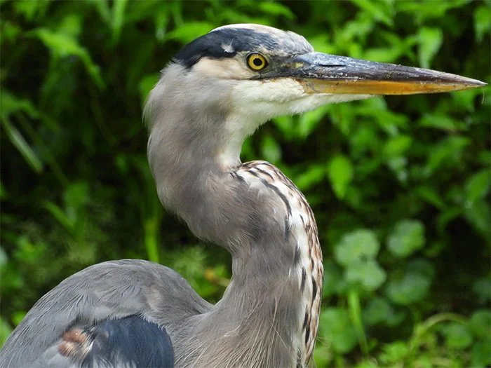 Great Blue Heron, Ridgefield Wildlife Refuge, Washington