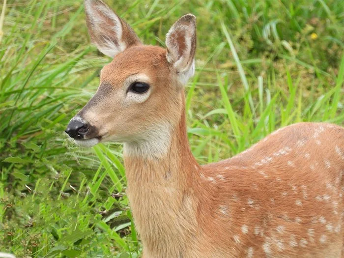 Fawn, Ridgefield Wildlife Refuge, Washington