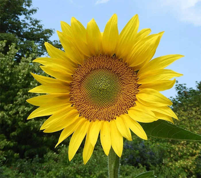 Sunflower, Neighborhood, Washington