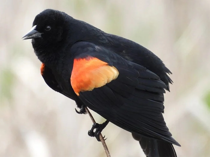 Red-Winged Blackbird, Local Wetlands, Oregon