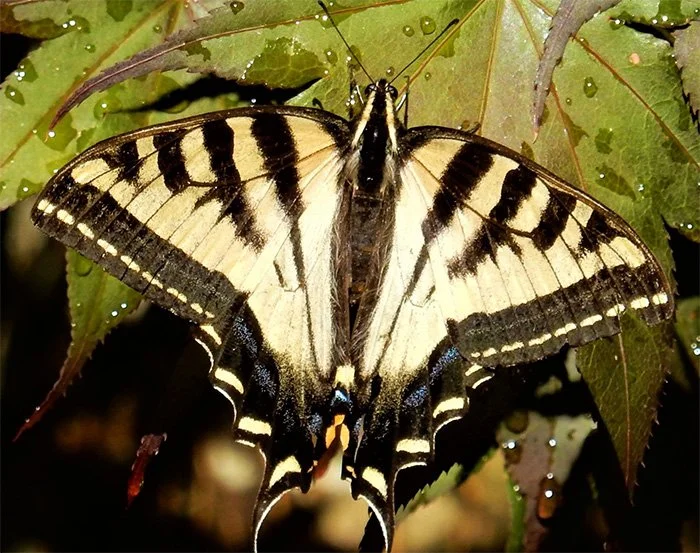 Swallowtail Butterfly, Wildlife Botanical Garden, Washington