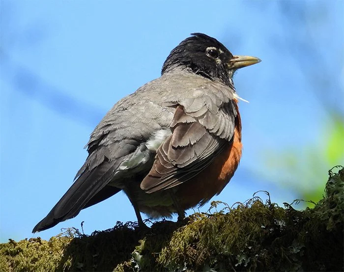 Robin, Noble Woods, Oregon