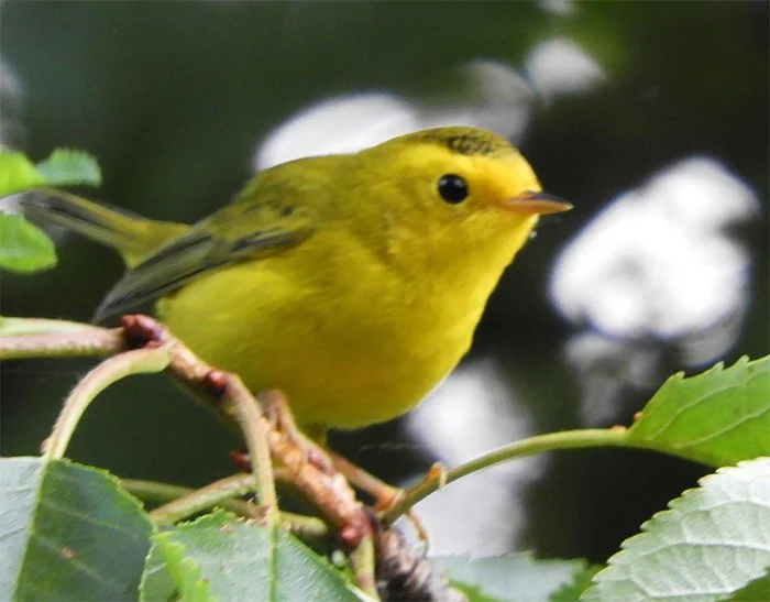 Wilson's Warbler, Back Yard, Washington