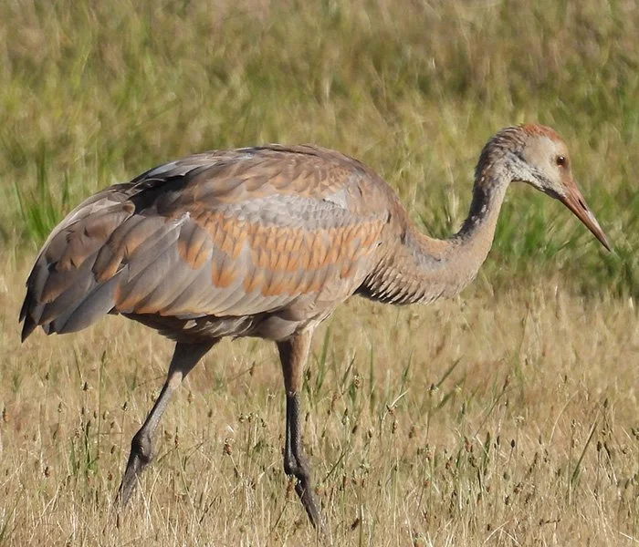 Sandhill Crane Colt, Ridgefield Wildlife Refuge, Washington