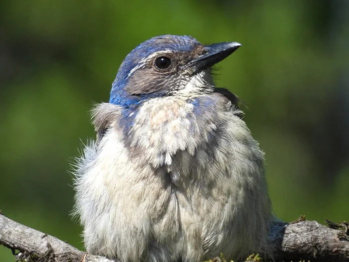 Scrub Jay, Jane Webber Arboretum, Washington