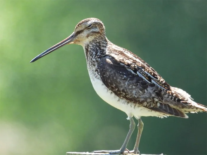Snipe, Kiwa Trail, Washington