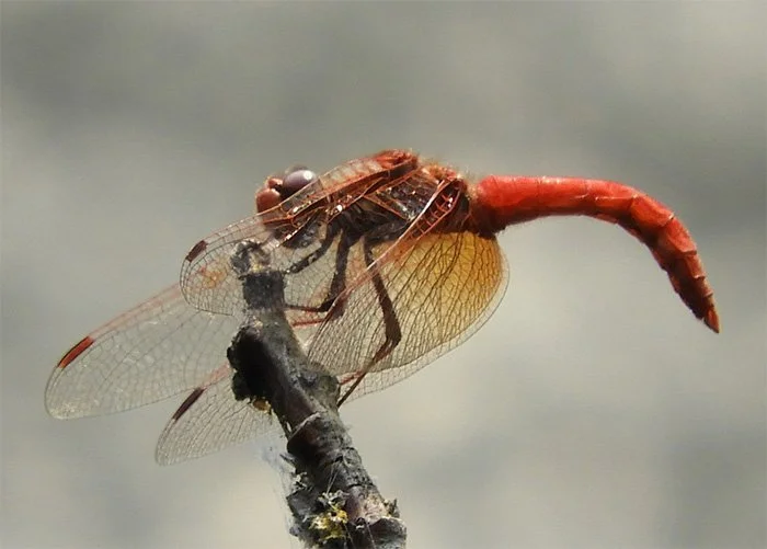 Dragonfly, Wildlife Garden, Washington