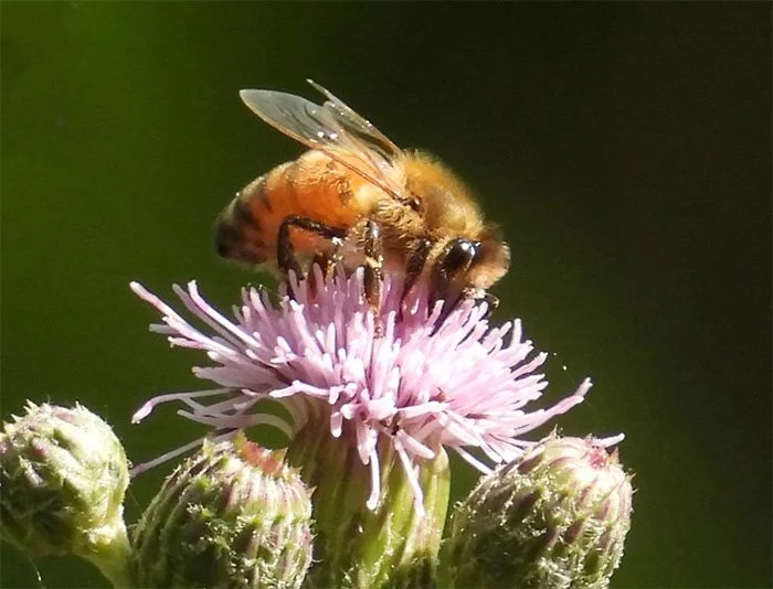 Bee, Wildlife Garden, Washington