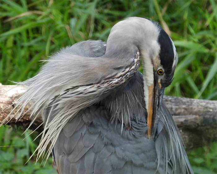 Great Blue Heron, Local Wetlands, Washington