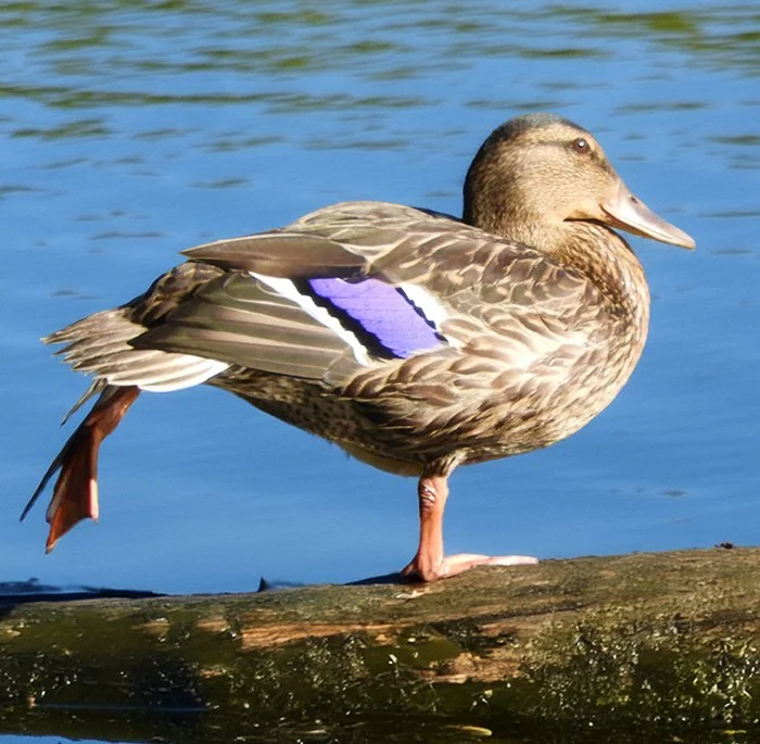 Mallard, Lacamas Lake, Washington