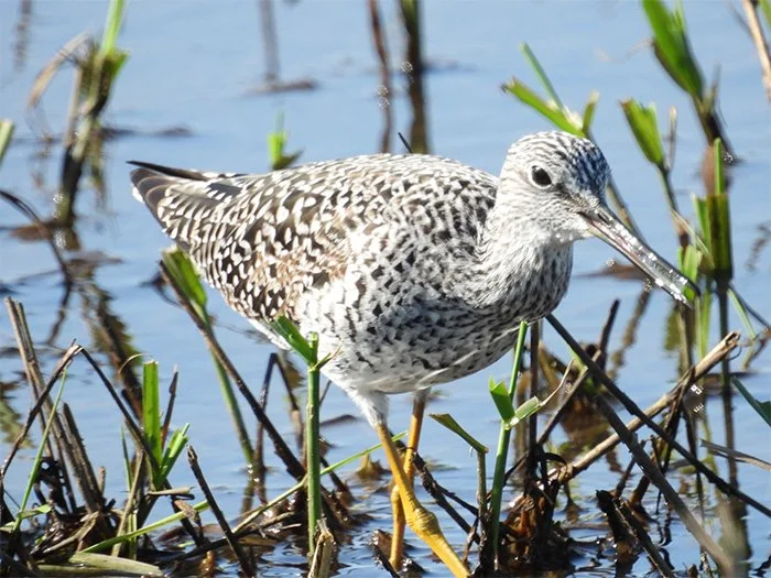 Yellow Legs, Ridgefield Wildlife Refuge, Washington