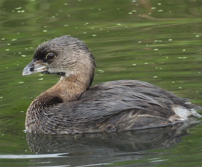 Grebe, Tualatin Hills Nature Park, Oregon