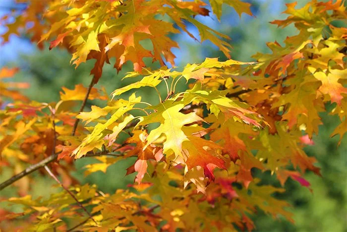 Oak Leaves, Wildlife Botanical Garden, Washington