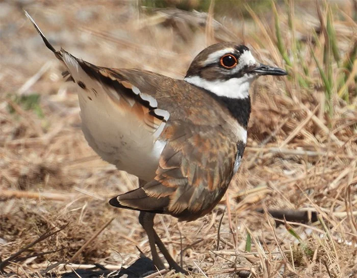 Killdeer, Kiwa Trail, Washington