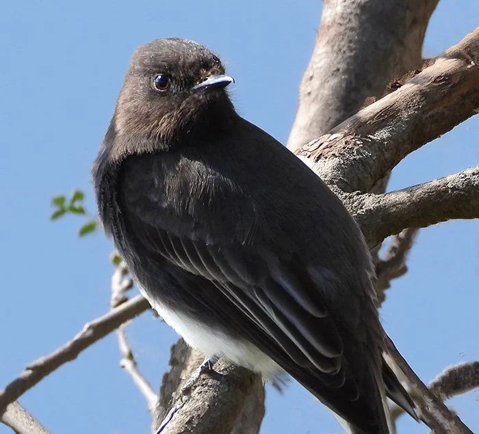 Black Phoebe, Kiwa Trail, Washington