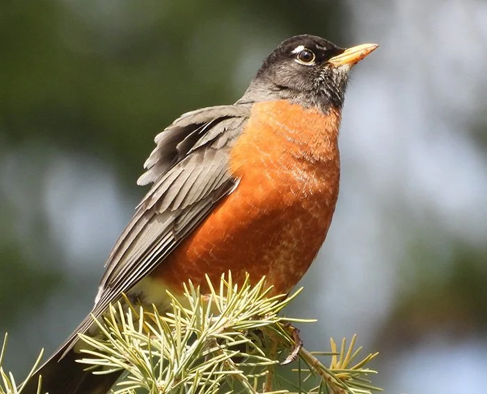 Robin, Lucia Falls, Washington