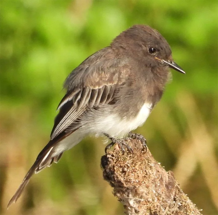Black Phoebe, Kiwa Trail, Washington