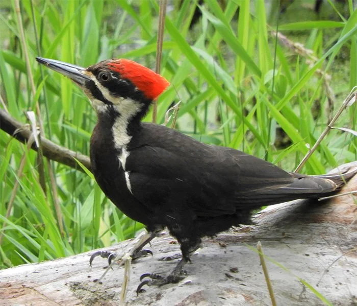Pileated Woodpecker, Steigerwald Wildlife Refuge, Washington
